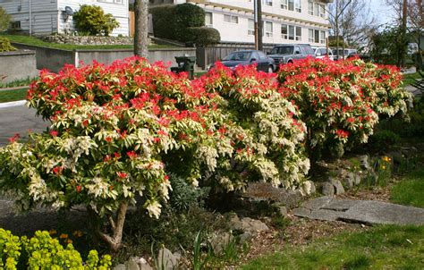 Four Japanese Andromeda, Pieris japonica that line my front sidewalk explode with color and ...