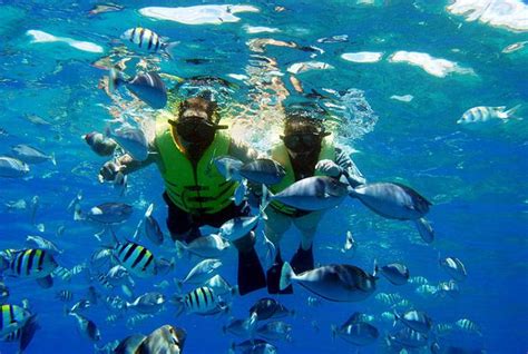 Snorkeling Day Pass Come and discover the magic of Rainbow Reef, See thousands of fish and ...