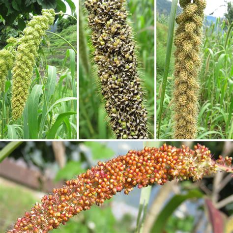 Kaguno (Foxtail Millet) Cultivation In Ghanpokhara, Lamjung | Himalayan Crops