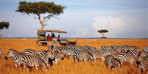 Plan Your Dream Safari: Kenya Safari Cost Guide 2024 💸🐘