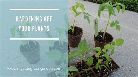 Hardening Off Your Plants – My Little Green Garden