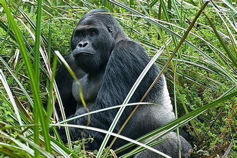 Why Are Grauer’s Gorilla Populations So Threatened? - WorldAtlas.com