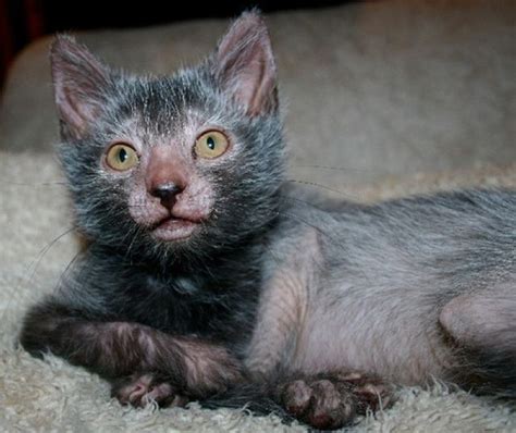 The internet's new cat obsession: Werewolf Cats | Werewolf cat, Lykoi ...