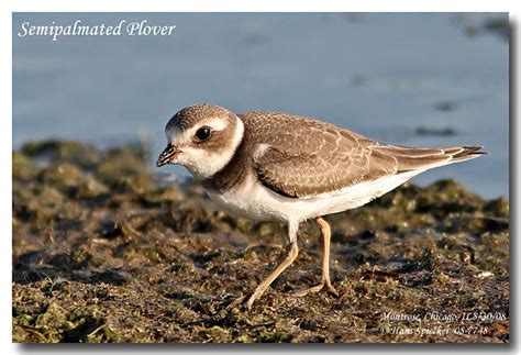 Semipalmated Plover - Charadrius semipalmatus - hasp57692