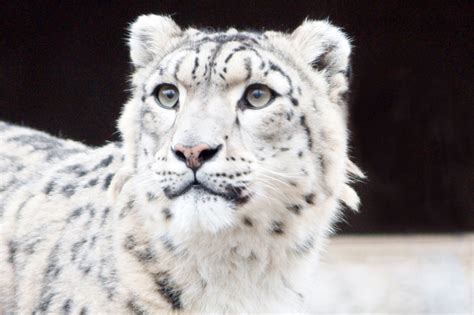 Mongolia Snow Leopard Snow Leopard Facts, Ulaanbaatar, Leopards, Wildlife Art, Pictures To Draw ...