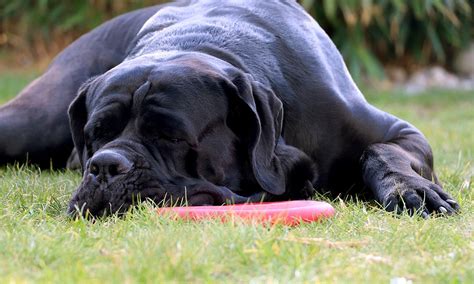 Dog Frisbee Disk Weary - Free photo on Pixabay - Pixabay