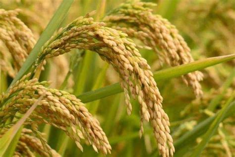 Govt releases two new rice varieties | The Financial Express