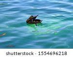 Fish and ducks in the water at Plitvice Lakes National Park, Croatia image - Free stock photo ...