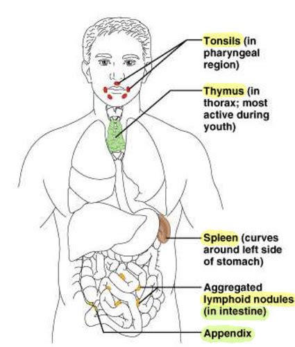 Anatomy (Tonsils, thymus and lymph nodes) Flashcards | Quizlet