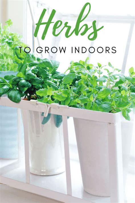 What Herbs Grow Well in Pots Indoors? - Garden for Beginners