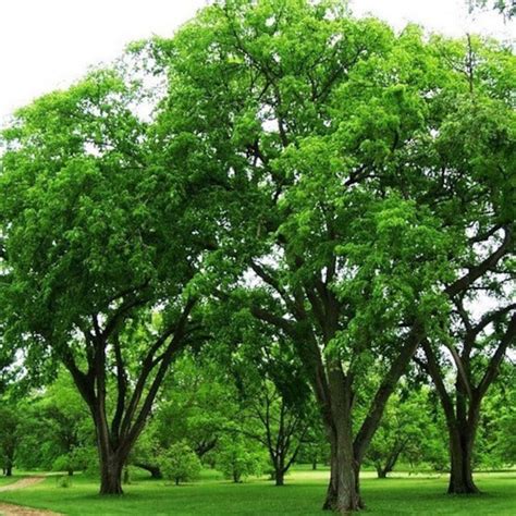 Winged Elm Tree Seeds Ulmus alata 30Seeds | Etsy