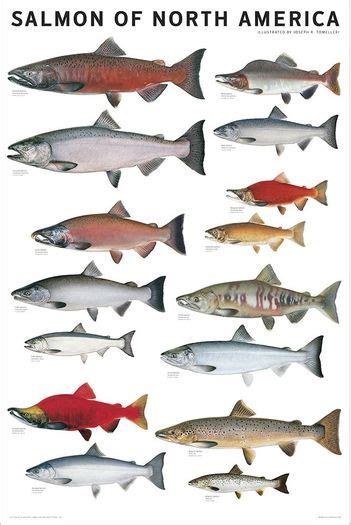 SALMON OF NORTH AMERICA POSTER | Freshwater Fish Charts | Fish chart ...