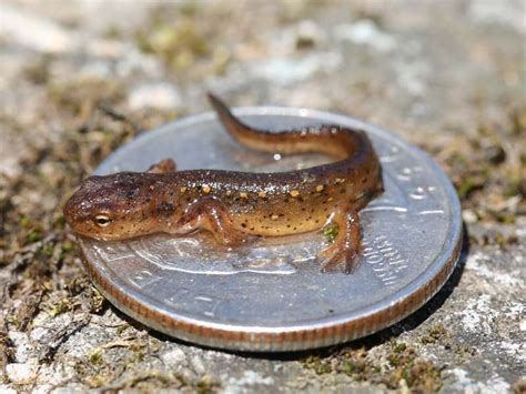 Juvenile Eastern Newts Leaving Ponds | Eastern, Newt, Pond