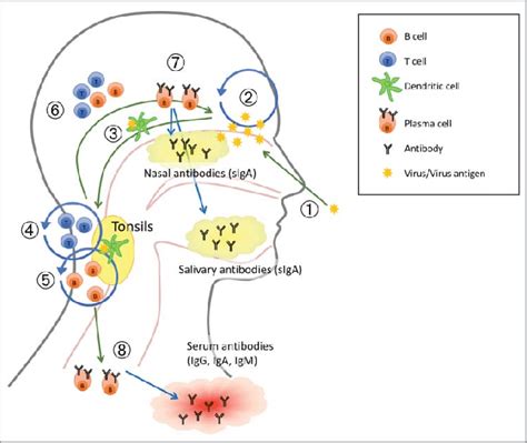 A suggested working model of how live attenuated influenza vaccine... | Download Scientific Diagram