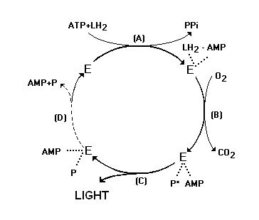 Schematic mechanism of the firefly luciferase reaction (LUNDIN & THORE,... | Download Scientific ...