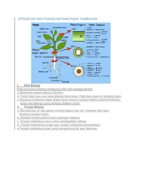 Struktur Dan Fungsi Batang Pada Tumbuhan.docx Madi