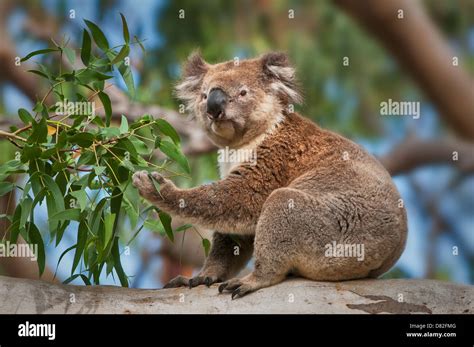 Koala feeding in a eucalyptus tree Stock Photo - Alamy