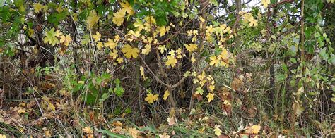 Planting Hedges for Wildlife