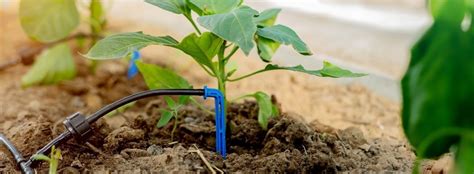 Drip Irrigation: The Most Efficient Irrigation System | The Farming Forum