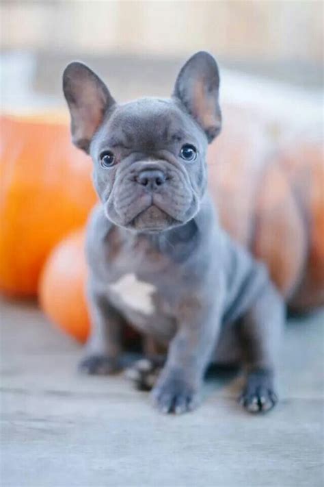 41+ Blue brindle french bulldog info