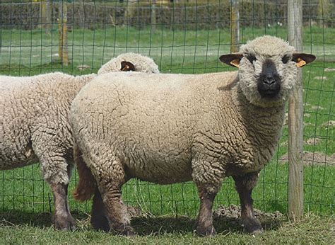 Sheep : HAMPSHIRE | RARE BREEDS TRUST OF AUSTRALIA | TidyHQ