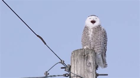 A VERY vocal Snowy Owl - YouTube