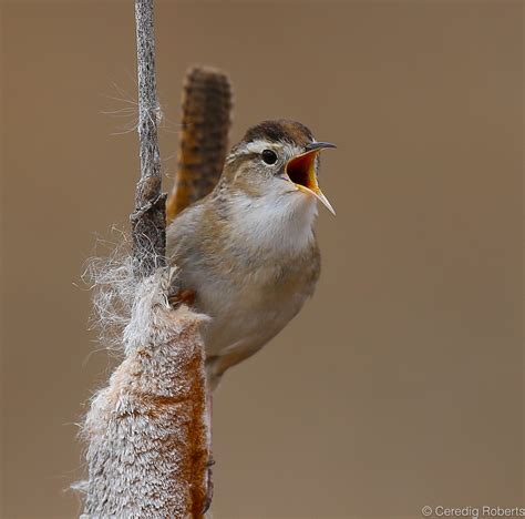 Marsh Wren | Marsh Wren in full song at Silver Creek Preserv… | Flickr