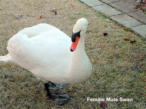 KERRIE'S KORNER NY: MUTE SWAN BEHAVIOR