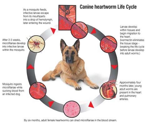 Heartworm Prevention for Dogs and Cats (Heartgard, Iverhart, Revolution ...