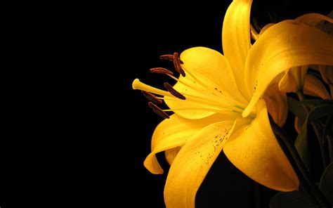 1500+ Yellow Flower HD Wallpapers und Hintergründe