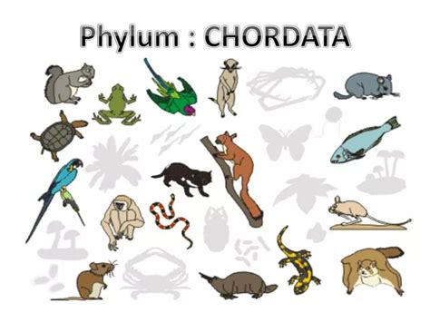 PPT - Phylum : CHORDATA PowerPoint Presentation, free download - ID:2179011