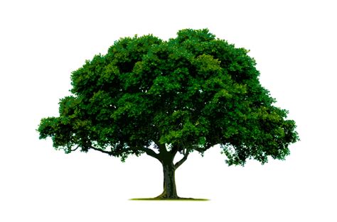 Tree Free Stock Photo - Public Domain Pictures