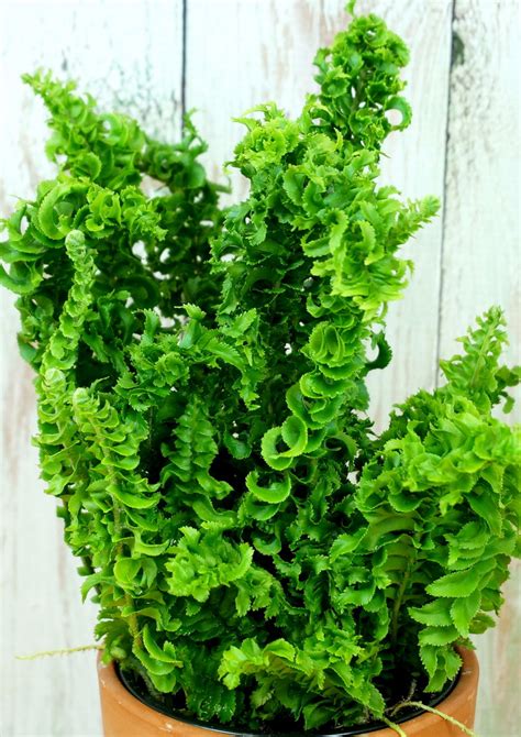 Fern Curly Locks - Pohlmans The Plant People - Phone 07 5462 0477