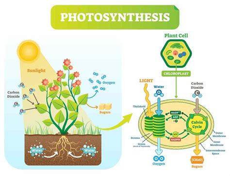 Pengertian Fotosintesis Beserta Proses Dan Fungsinya Pijaria - Riset