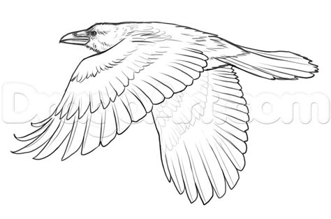 Unblocked - Access your favourite blocked sites | Flying bird drawing, Realistic drawings, Crows ...
