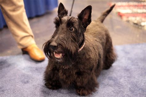 2010 AKC Meet the Breeds | Scottish Terrier | ccho | Flickr