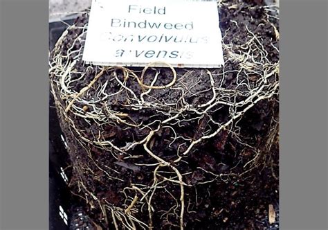 Bindweed identification | CALS