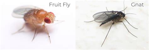 Fruit flies and gnats: what's the difference? | Get rid of them