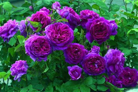 Pin by Kitt Lviv on Roses Red Purple Crimson | Purple climbing roses, Rose seeds, Flower seeds