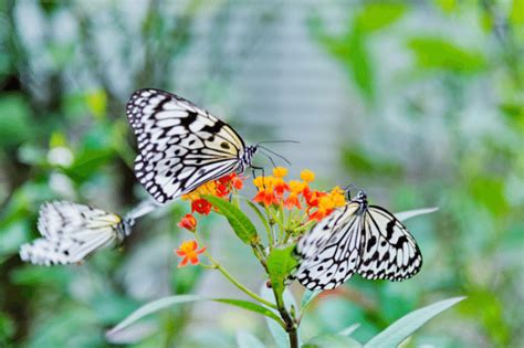 How to design a butterfly garden - WellBeing Magazine