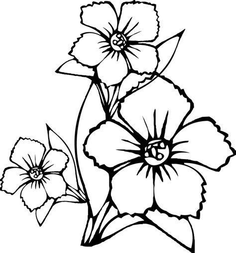 Sampaguita Flower Drawing | Free download on ClipArtMag