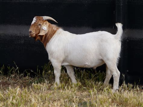 Australian Boer Goat – Cluny Livestock Exports Pty Ltd