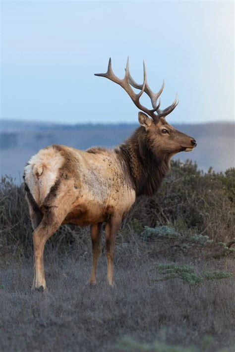 Elk vs Caribou: Difference and Comparison