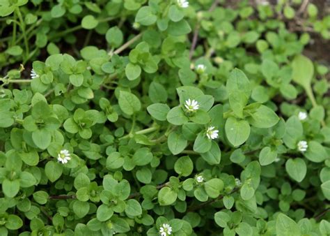 How to remove Chickweed from your lawn | myhomeTURF