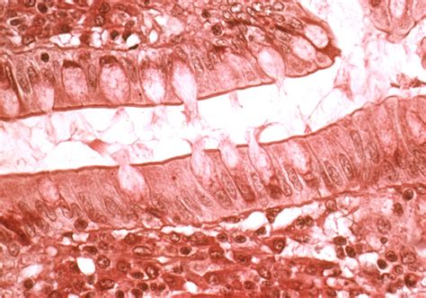 Epithelial Tissue | histology