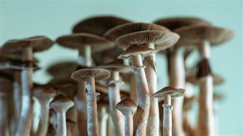 'Magic mushrooms' grow in man's blood after injection with shroom tea ...