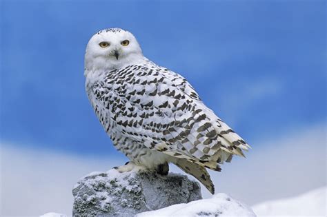 Snowy Owl Wallpapers | HD Wallpapers | ID #5071