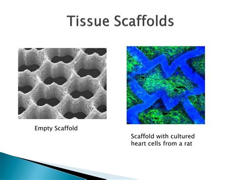 Scaffold in tissue engineering ppt - billomega