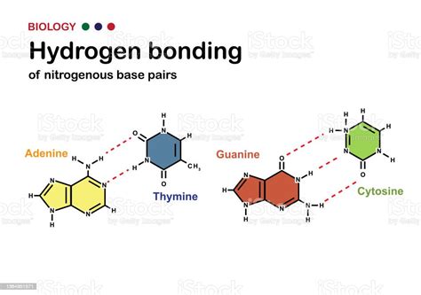 Biology Diagram Show Hydrogen Bond Of Dna Nitrogenous Base Pair ...