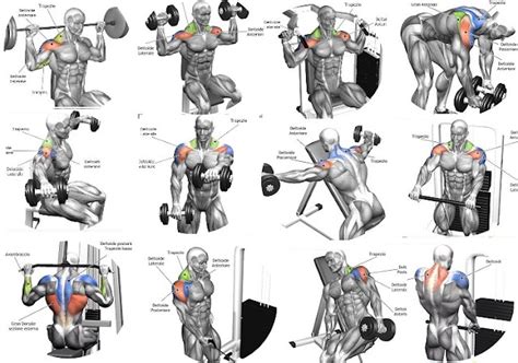 The 10 Best Shoulder Building Exercises for Bodybuilding Beginners ~ multiple fitness